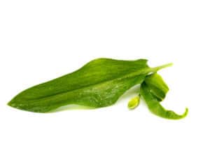 Билки срещу висок холестерол